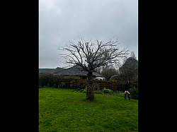 Apple tree we reduced and shaped.