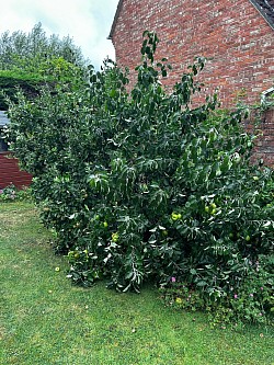 Apple tree removal