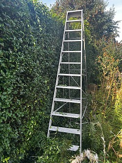 Hedge trim