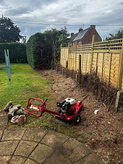 Conifer removal