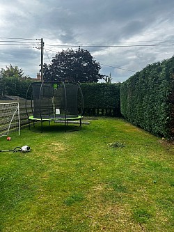 Conifer tidy up